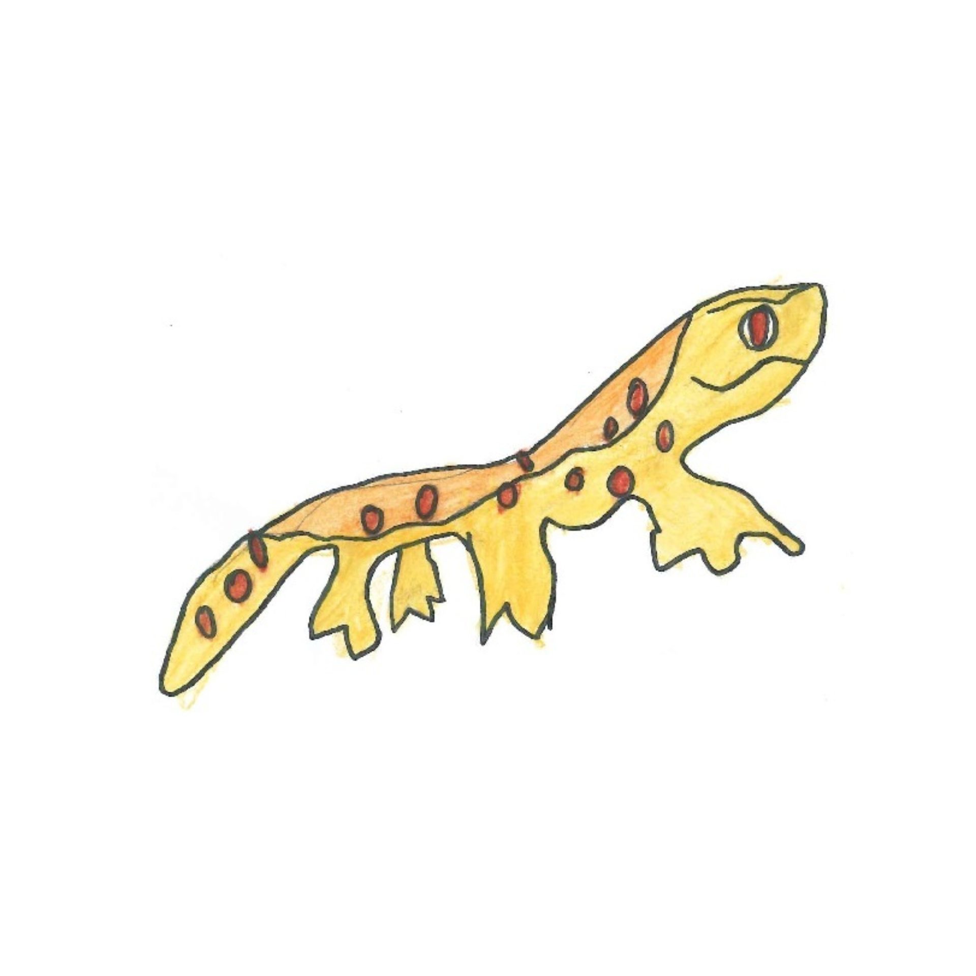 GECKOS